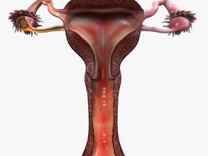 Female Reproductive System 3D Модель