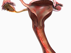 Female Reproductive System 3D Модель