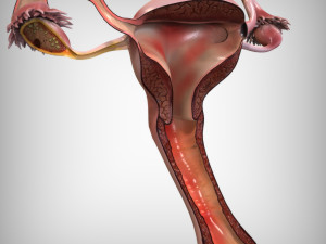 Female Reproductive System 3D Модель