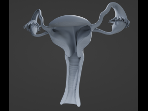 Female Reproductive System 3D Модель
