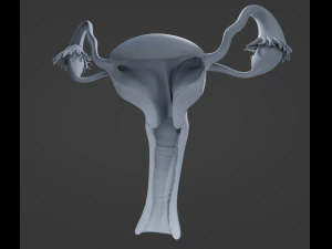 Female Reproductive System 3D Model
