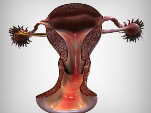 Female Reproductive System 3D Модель