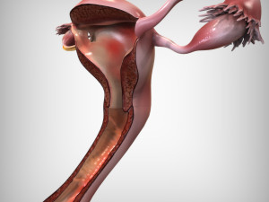 Female Reproductive System 3D Модель