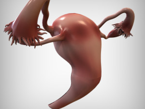 Female Reproductive System 3D Модель
