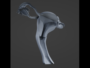 Female Reproductive System 3D Модель