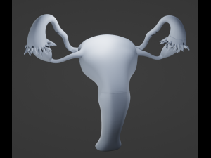Female Reproductive System 3D Модель