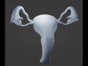 Female Reproductive System 3D Model