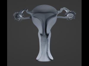 Female Reproductive System 3D Модель