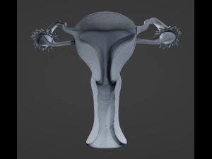 Female Reproductive System 3D Model