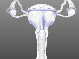 Female Reproductive System 3D Модель