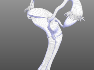 Female Reproductive System 3D Модель