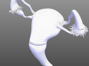 Female Reproductive System 3D Модель