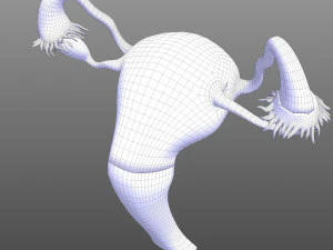 Female Reproductive System 3D Model