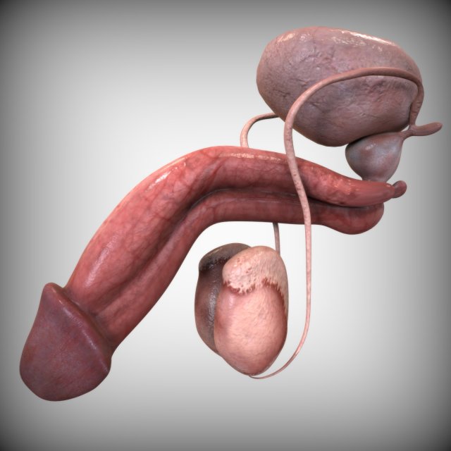 Male Reproductive Organ 3D 모델 .c4d .max .obj .3ds .fbx .stl .blend 