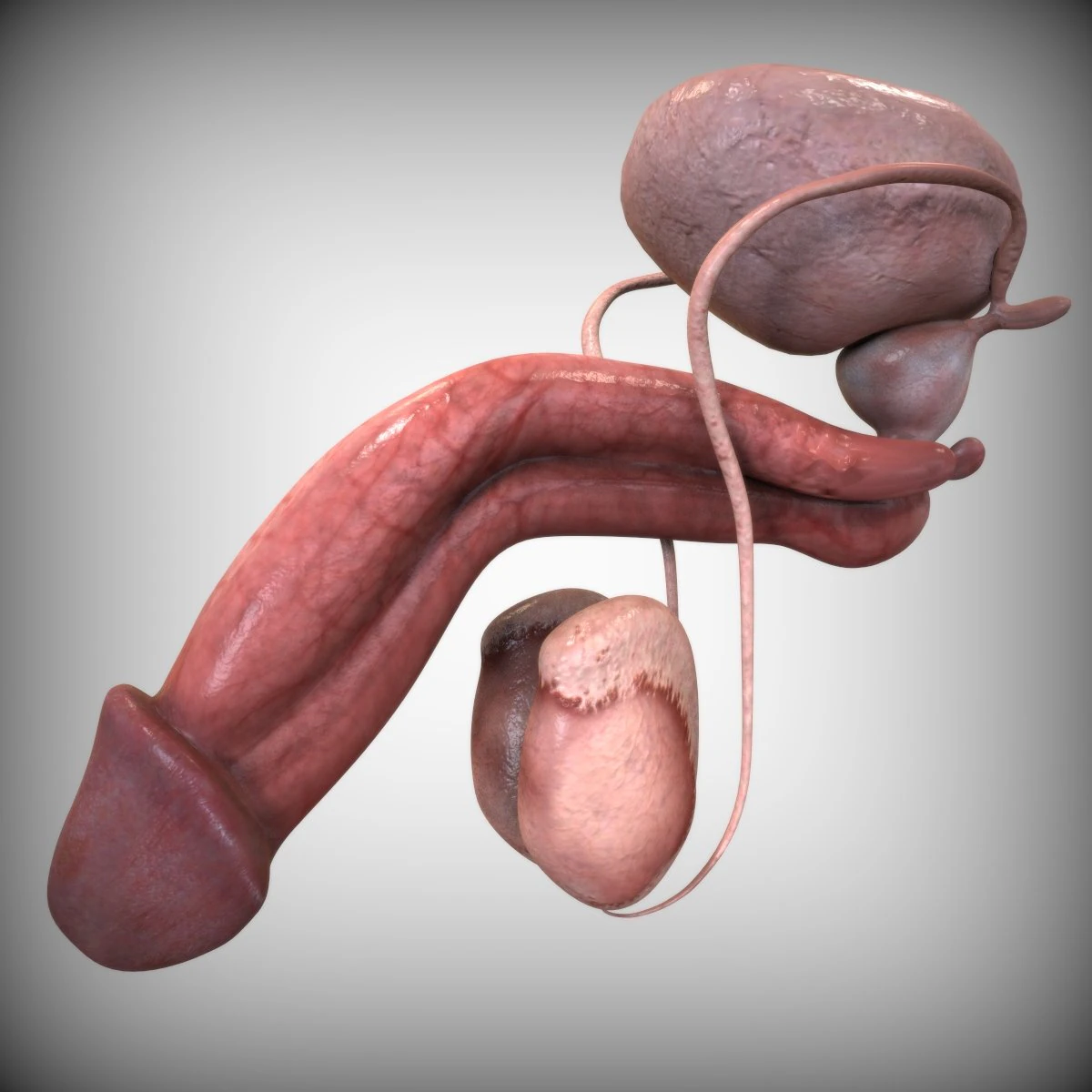 Male Reproductive Organ 3D Model .c4d .max .obj .3ds .fbx .stl .blend 