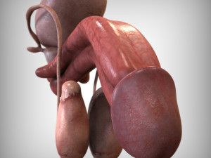 Male Reproductive Organ 3D 모델