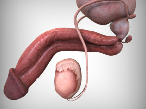 Male Reproductive Organ 3D 모델
