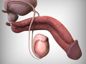 Male Reproductive Organ 3D Model