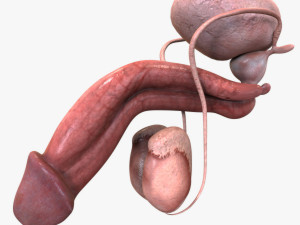 Male Reproductive Organ 3D 모델