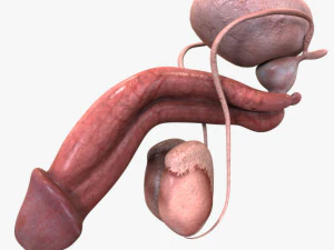 Male Reproductive Organ 3D Model