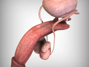 Male Reproductive Organ 3D Model