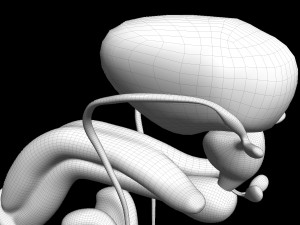 Male Reproductive Organ 3D 모델