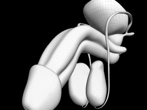 Male Reproductive Organ 3D 모델