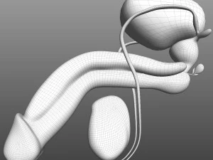Male Reproductive Organ 3D Model