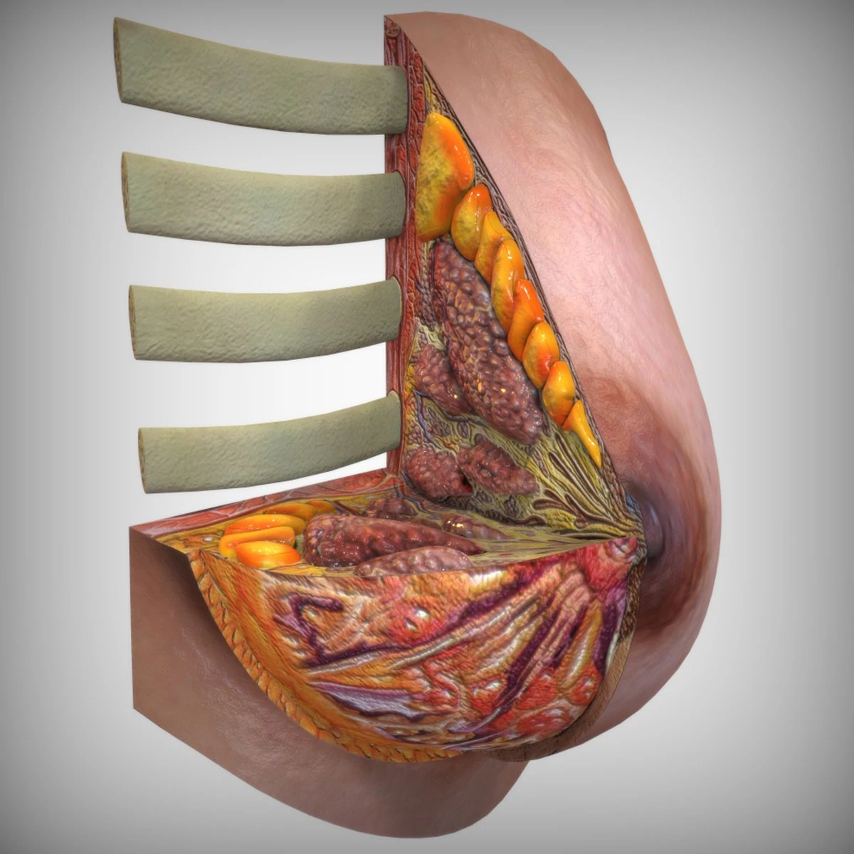 乳房解剖 3D 模型 .c4d .max .obj .3ds .fbx .stl .blend 