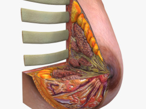 Breast Anatomy 3Dモデル