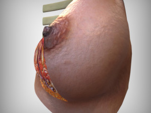 Breast Anatomy 3Dモデル