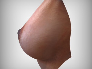 Breast Anatomy 3Dモデル