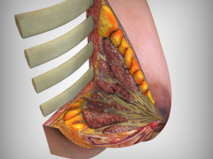 Breast Anatomy 3Dモデル