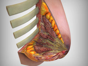 乳房解剖 3D 模型