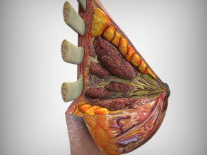 乳房解剖 3D 模型