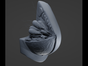 Breast in Detail 3D 모델
