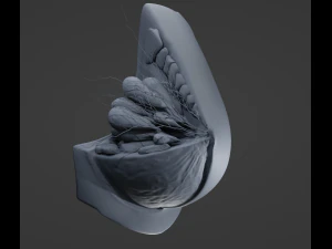 Breast in Detail 3D Model
