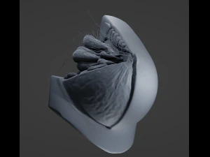 Breast in Detail 3D Model