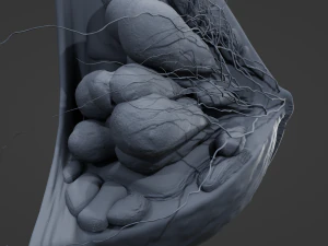 Breast in Detail 3D Model