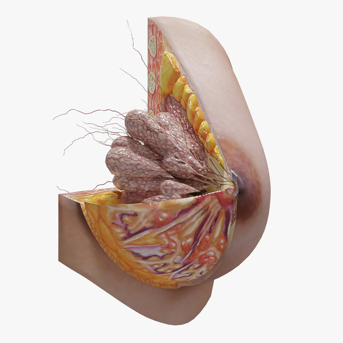 Breast in Detail 3D Model .c4d .max .obj .3ds .fbx .stl .blend 