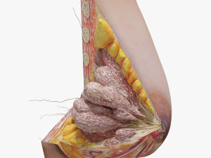 Breast in Detail 3D Model