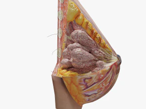 Breast in Detail 3D Model