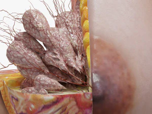 Breast in Detail 3D Model