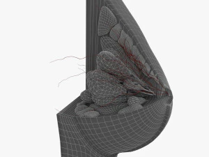 Breast in Detail 3D Model
