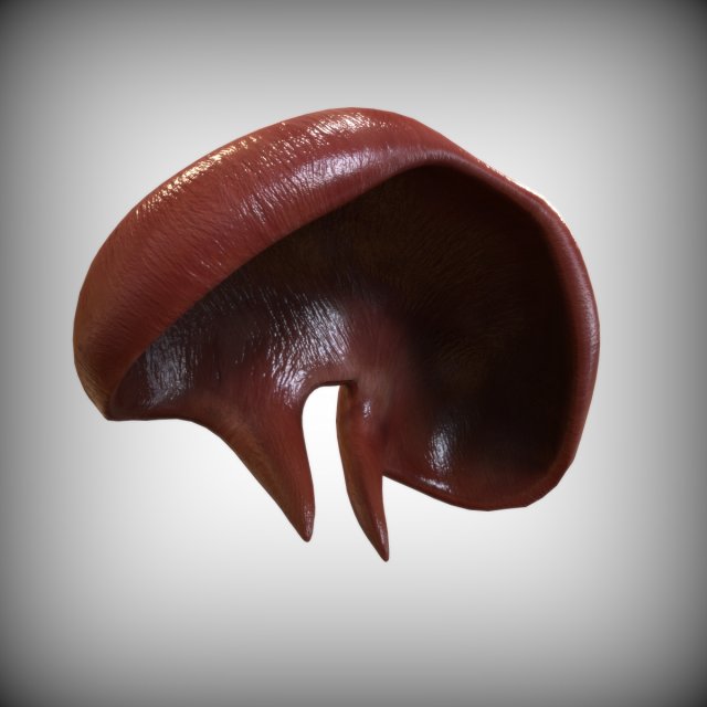 Human Diaphragm Model 3D .c4d .max .obj .3ds .fbx .stl .blend 