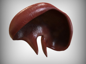 Human Diaphragm 3D मॉडल