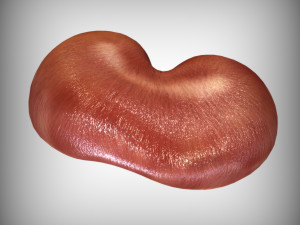 Human Diaphragm Model 3D