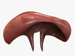 Human Diaphragm Model 3D