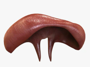Human Diaphragm 3D Model