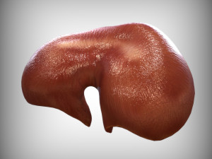Human Diaphragm Model 3D